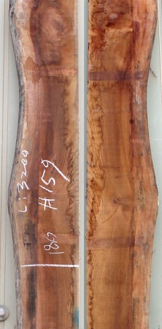 느티나무 159번 36~40x185(평균폭)x3200